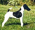 Patrick the Smooth Fox Terrier