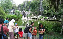 Pelican Pond Ragunan Zoo.jpg