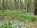 Pennyroyal Plain riparian forest (Christian co)
