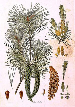 Archivo:Pinus strobus (Bauer)