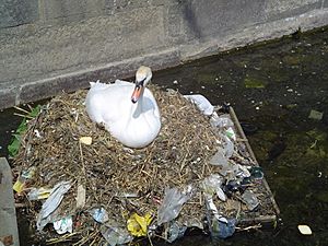 Archivo:Pollution swan