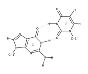 Archivo:RNA Wobble Base Pair