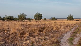 Archivo:Rozendaals Veld, zicht op het veld bij de Brandtoren IMG 4738 2020-04-16 18.44