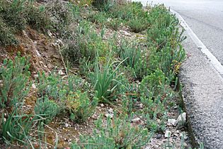 Sóller - Coll de Sóller - Euphorbia pithyusa 01 ies