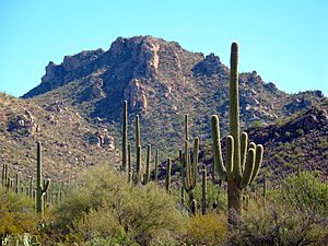 Archivo:Saguaronationalparl17102008