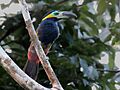 Selenidera reinwardtii langsdorfii - Golden-collared toucanet (male); Careiro, Amazonas, Brazil