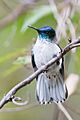 Sephanoides fernandensis hembra