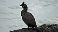 Shag at Brownsea Isalnd (8501110738)