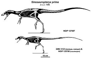 Archivo:Sinosauropteryx
