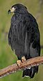 Solitary Eagle