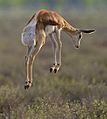 Springbok pronk