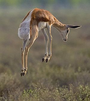 Archivo:Springbok pronk