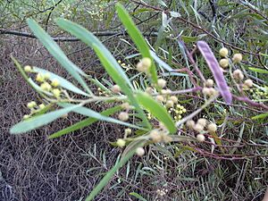 Archivo:Starr 031114-0009 Acacia retinodes