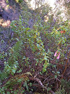 Archivo:Starr 041211-1388 Geranium arboreum