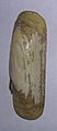 Tagelus plebeius (Lightfoot, 1786)