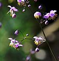 Thalictrum delavayi Prague 2013 4