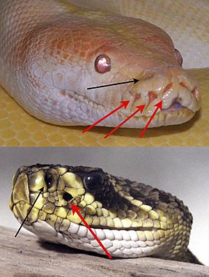 Archivo:The Pit Organs of Two Different Snakes