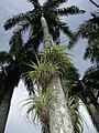Tillandsia utriculata (Scott Zona) 001