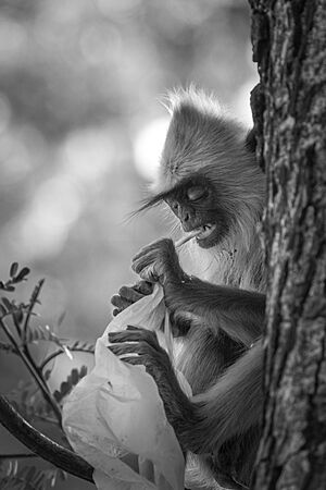 Archivo:Tufted gray langur chewing on a polythene bag - (Whom to blame?)