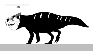 Archivo:Udanoceratops Skeleton Reconstruction