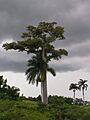 Urwald bei Cienfuegos, Kuba