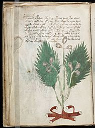 Voynich Manuscript (28)