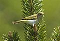 Western Bonelli's Warbler - Aosta Valley - Italy S4E5346 (19079885220)