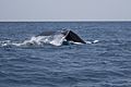 Whale tail right off the coast of Carrillo