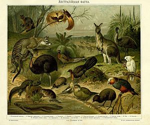 Archivo:Yuzhakov Big Encyclopedia Australian fauna