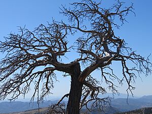 Archivo:Árbol muerto (España)