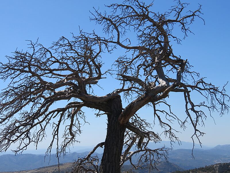 Árbol muerto (España)