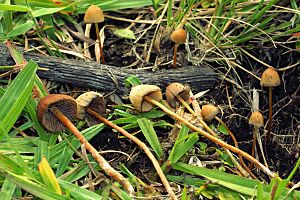 Archivo:2012-07-18 Psilocybe mexicana R. Heim 239432