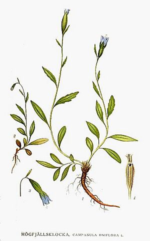 Archivo:56 Campanula uniflora