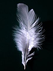 Archivo:A single white feather closeup