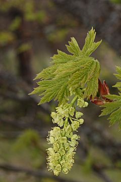 Archivo:Acer macrophyllum 3816