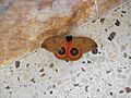 Automeris jucunda de Los Pinos 1 2013 001