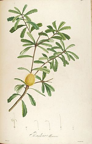 Archivo:Banksia marcescens-(marginata) crop