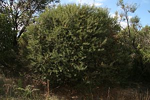 Archivo:Banksia marginata antsandbee3