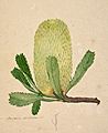 Banksia serrata (crop)