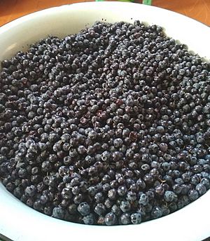 Archivo:Blueberries collected in Zakamensky district of Buryatia, Russia