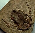 Bothriolepis1