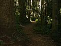 BunyaMtns-Walkingtrack
