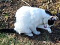 Cat licking it's paw - by tracy