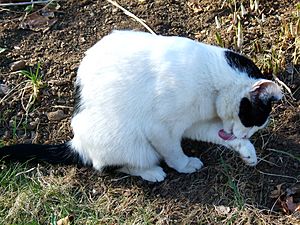 Archivo:Cat licking it's paw - by tracy