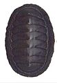 Chiton magnificus