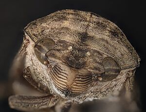 Archivo:Cicallidae front details