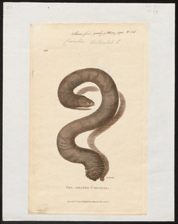 Coecilia tentaculata - 1700-1880 - Print - Iconographia Zoologica - Special Collections University of Amsterdam - UBA01 IZ11400209.tif