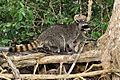 Crab-eating raccoon (Procyon cancrivorus) Manuel Antonio Park CRI 01 2020 1753