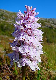 Archivo:Dactylorhiza Maculata Norway