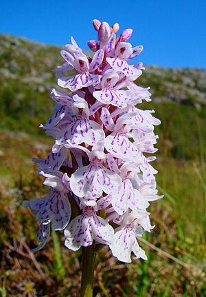 Archivo:Dactylorhiza Maculata Norway